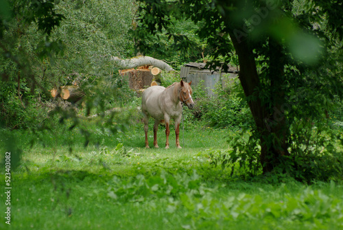 A load-carrying horse is grazing