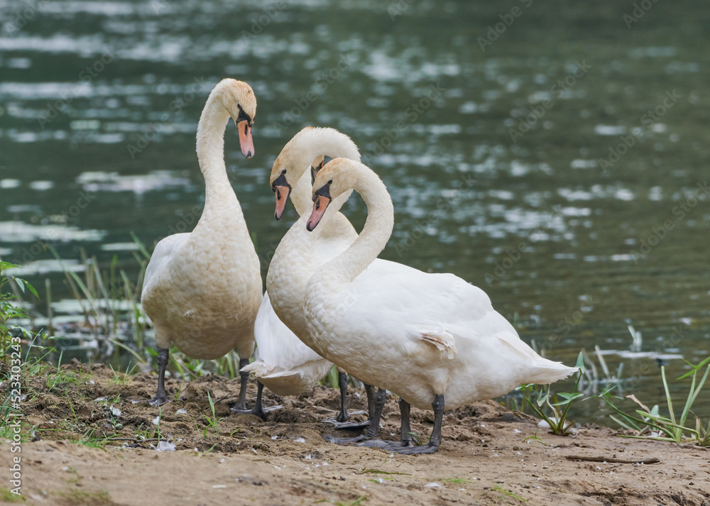 Fototapeta premium Swans live on the banks of the river