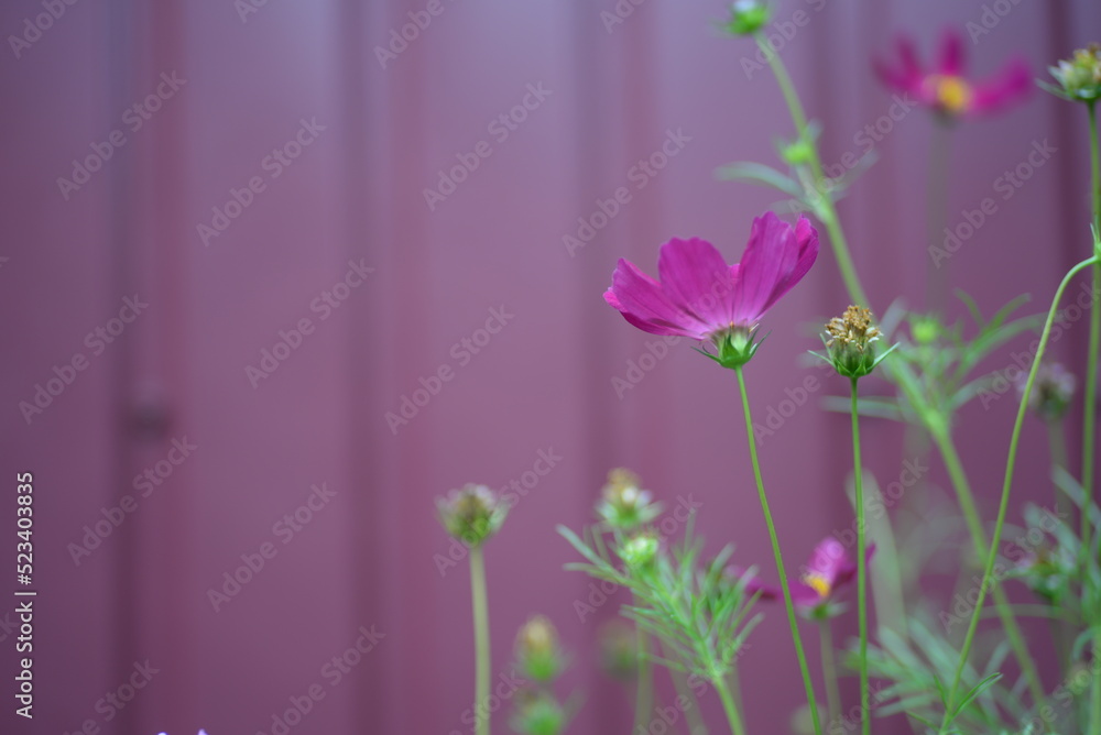 beautician, perennial, daisy-like flower, purple daisies close-up on a purple background, purple daisies, abstract photo out of focus, burgundy daisies with a yellow center