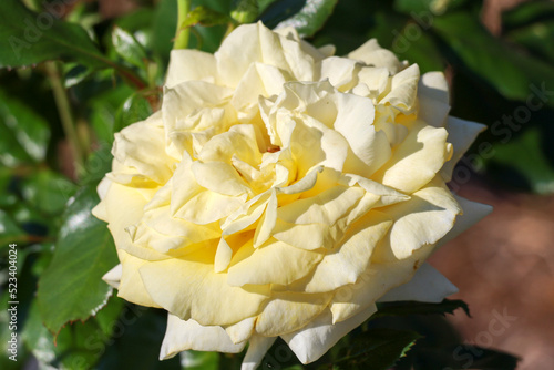 Royal Wedding rose flower head in the Guldenmondplantsoen Rosarium in Boskoop photo