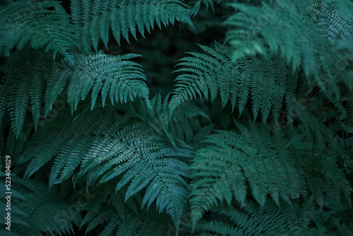 Green natural bright background for your projects with lots of fern leaves