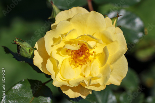 Jean Stephenne rose flower head in the Guldenmondplantsoen Rosarium in Boskoop photo