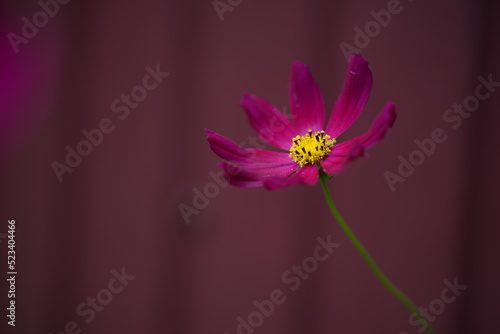 beautician, perennial, daisy-like flower, purple daisies close-up on a purple background, purple daisies, abstract photo out of focus, burgundy daisies with a yellow center