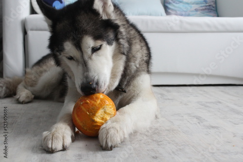 siberian husky dog eating pumpkin