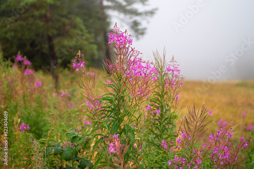 flowers in the mountain 