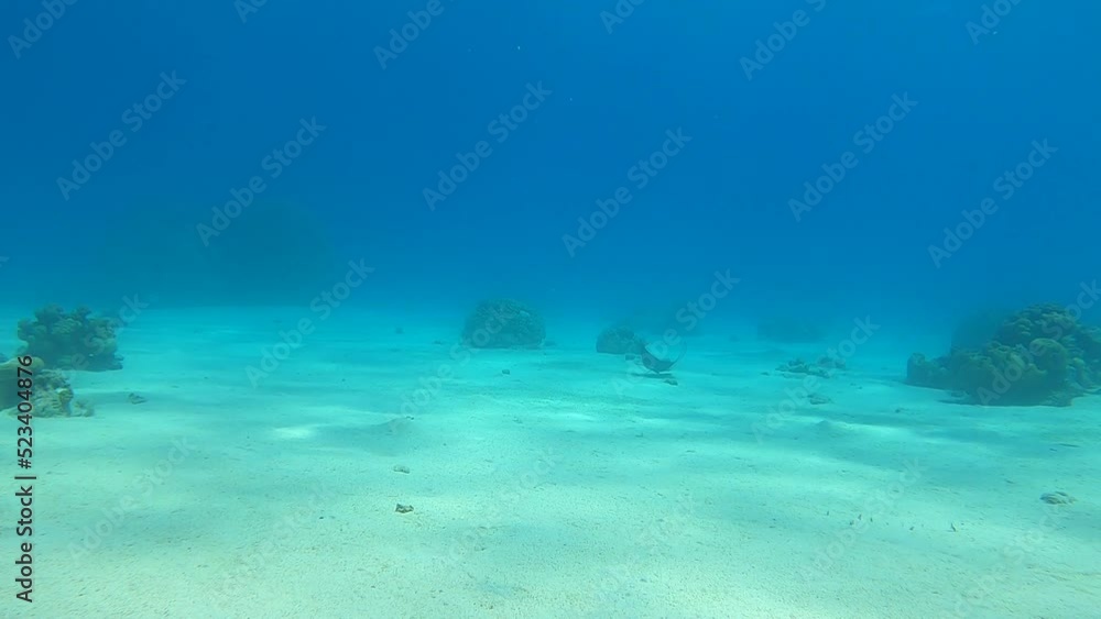 Coral reef and water plants in the Red Sea, Eilat Israel
Coral reef and water plants in the Red Sea, Eilat Israel
