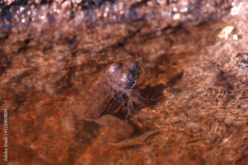 Close up of a frog in a pool of water