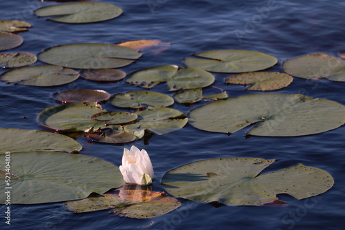 water lily in the pond