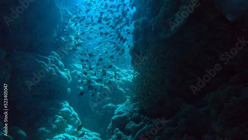 Fish swimming in the Red Sea, colorful fish, Eilat Israel
