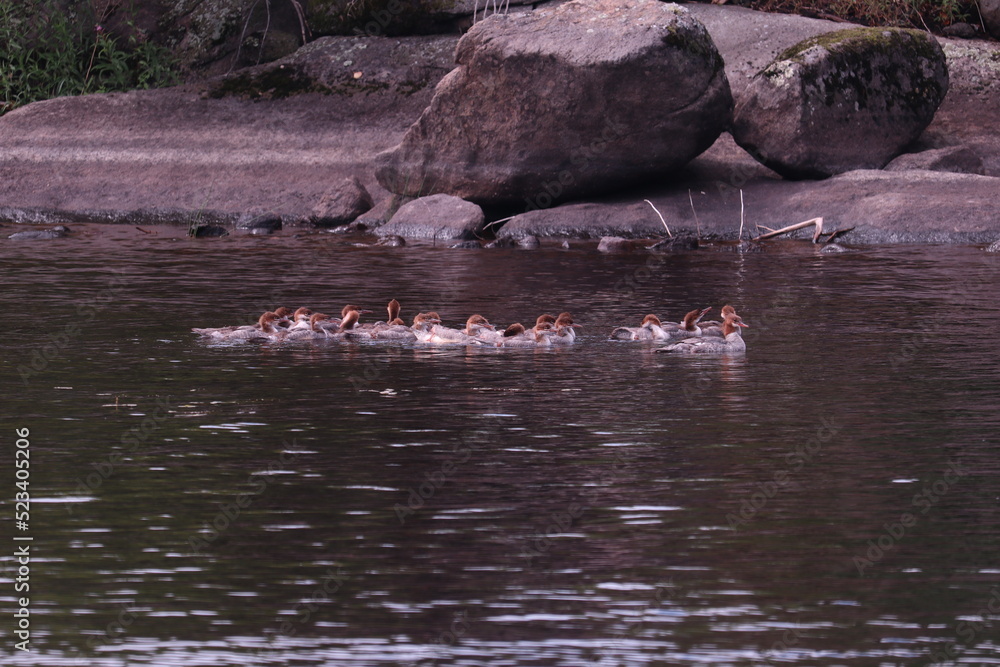 Flock of Common Merganser ducks on the water Flock of Common Merganser ducks on the water