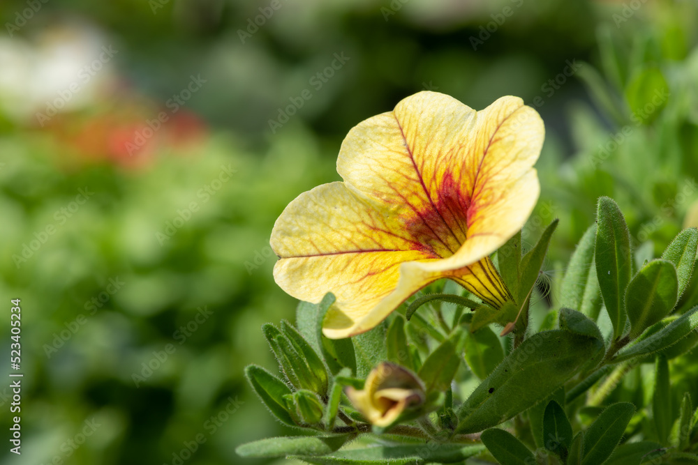 Fototapeta premium Close up of a yellow garden petunia in bloom