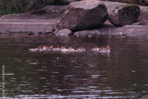 Flock of Common Merganser ducks on the water