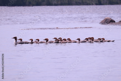 Flock of Common Merganser ducks on the water