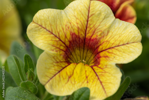 Close up of a yellow garden petunia in bloom