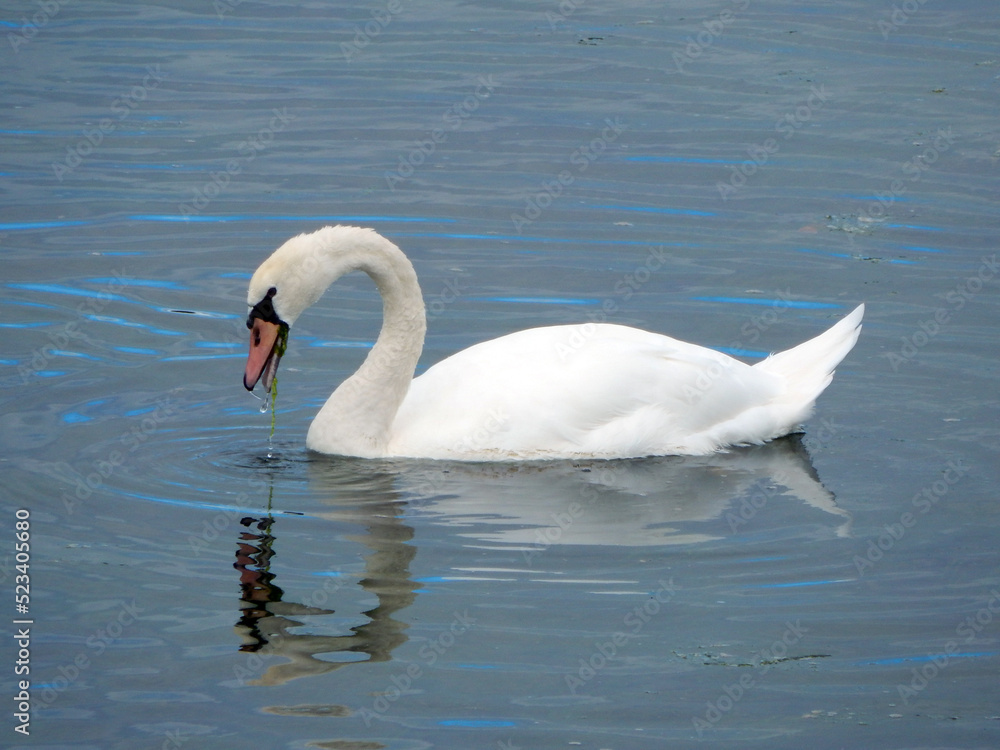 swan on the sea swan on the sea