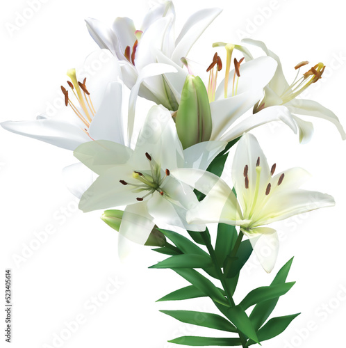 pure lilies branch isolated on white