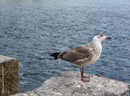 gull on the rock © Bruno