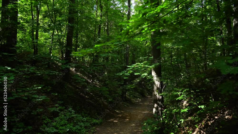 Beautiful summer morning in the forest. Sun rays break through the foliage of magnificent green tree. Magical summer forest Beautiful summer morning in the forest. Sun rays break through the foliage of magnificent green tree. Magical summer forest