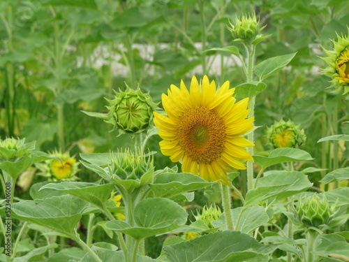 open yellow sunflower bloom in field 
