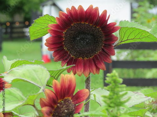 burgundy sunflower bloom on farm with black fence