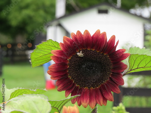burgundy sunflower bloom on farm with white and black building
