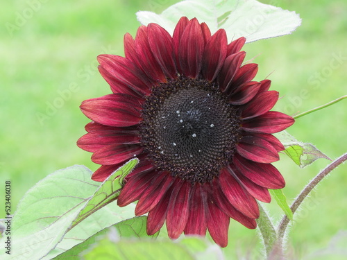 fully bloomed burgundy sunflower in field