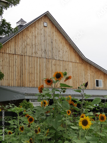 wooden barn with sunflower field