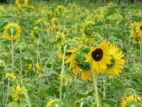 blooming sunflower in field 