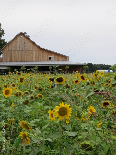 sunflower field on farm with barn
