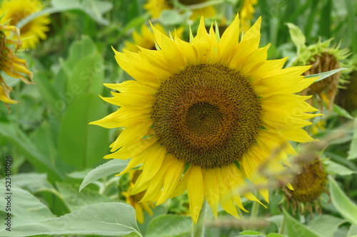 large blooming sunflower in field
