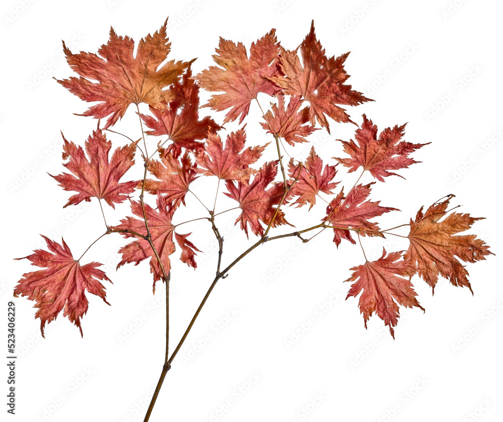 dried maple tree orange isolated branch dried maple tree orange isolated branch