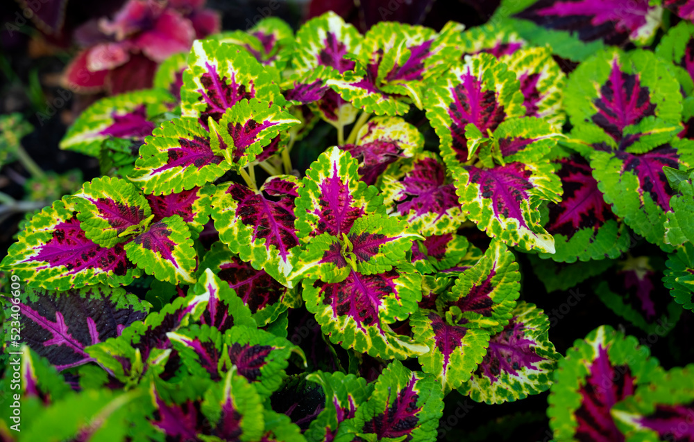 Plectranthus scutellarioides. Coleus plant. multi-colored Coleus. garden wild plant Plectranthus scutellarioides. Coleus plant. multi-colored Coleus. garden wild plant