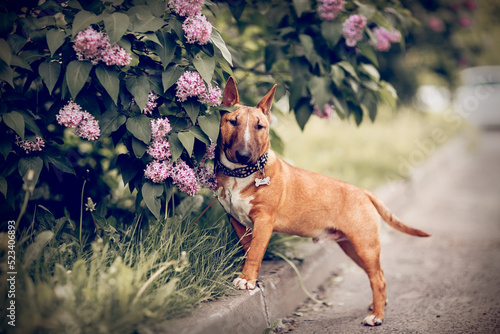 Valokuva Ginger puppy miniature bull terriers is standing next to a lilac bush
