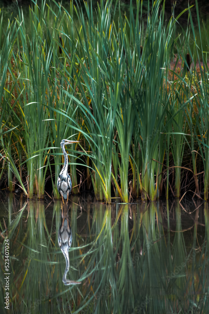 ein Graureiher steht im Wasser vor dem Schilf am Ufer eines Sees