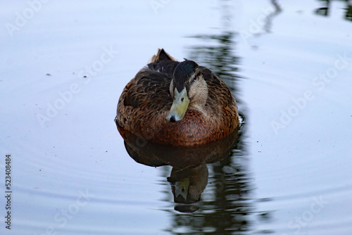 A lone mallard duck swimming over a calm and tranquil lake during a heatwave. The ripples from the bird and the reflection can be seen in the cold water.