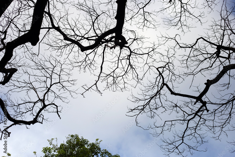 Obraz premium Dead branches tree silhouette with blue sky and cloud