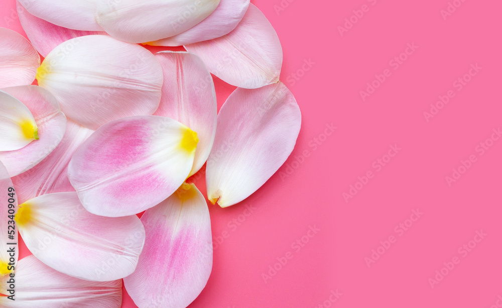 Tulip petals on pink background.