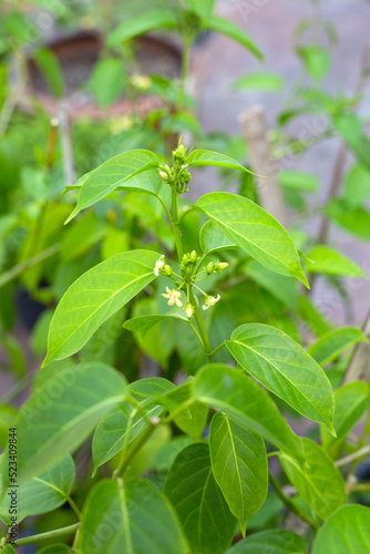 Gurmar medicinal plant  Fresh leaves of herb