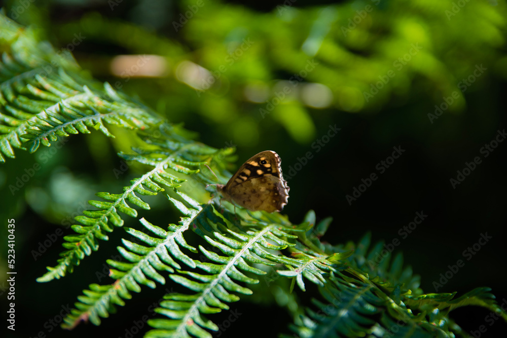 Butterfly on fern