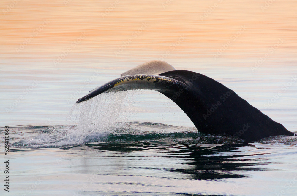 Obraz premium Humpback Whale. Stellwagen Bank. Cape Cod. Provincetown, Massachusetts
