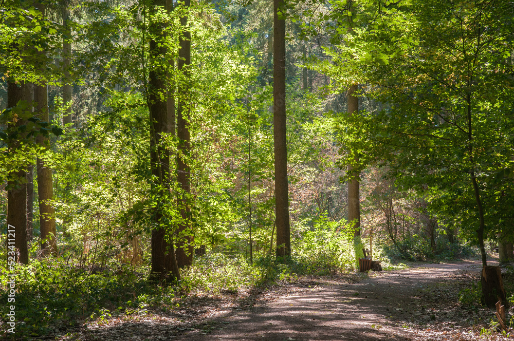 ruhewald rheinhessische schweiz ruhewald rheinhessische schweiz