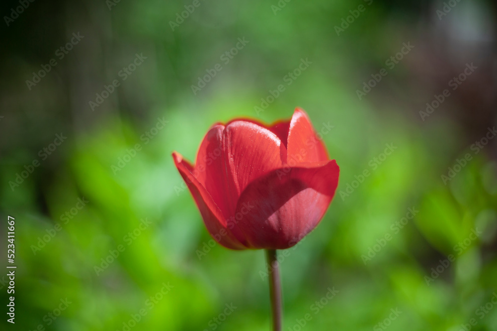 Flower in garden. Tulip in flower bed. Details of nature. Flower in garden. Tulip in flower bed. Details of nature.