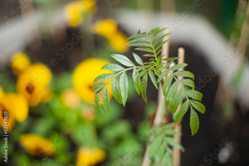 Green leaves. Plant in flower bed. Garden plant with leaves.