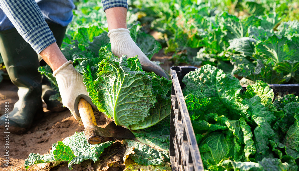 Obraz premium Boxes with cabbage on the farm field. Harvesting