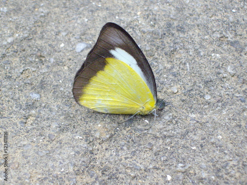 Appias lyncida, Pieridae, Weißlinge, Nationalpark, Ba Bể , Vietnam photo