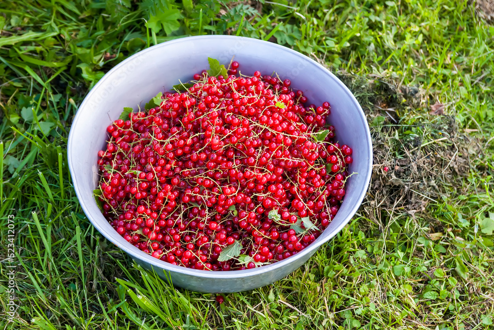 Bowl with ripe red currant on a green grass. Ripe garden berries. Bowl with ripe red currant on a green grass. Ripe garden berries.