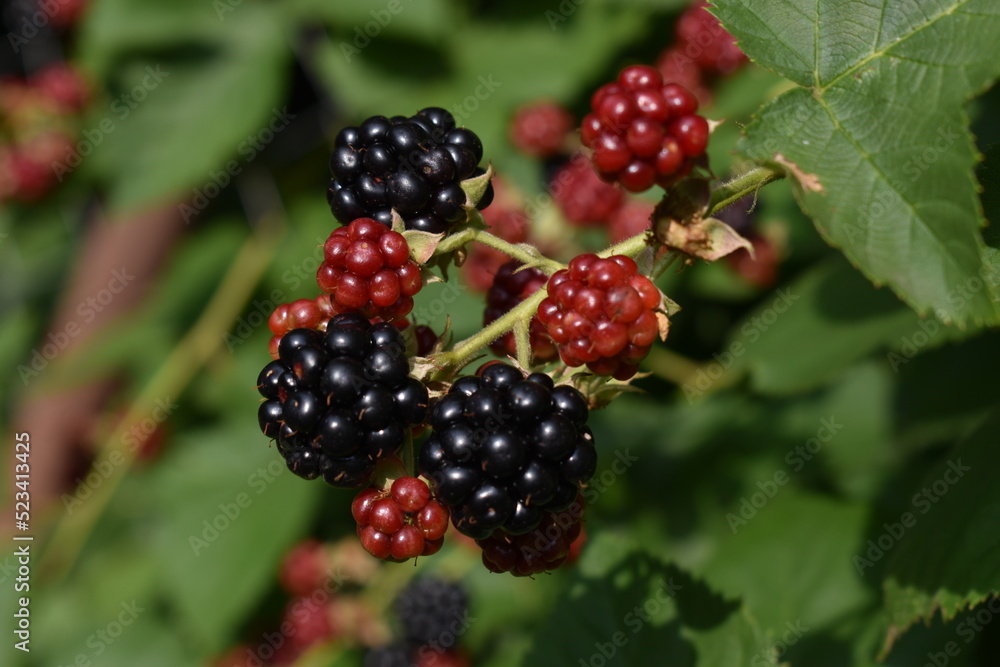 blackberry bush in the garden blackberry bush in the garden