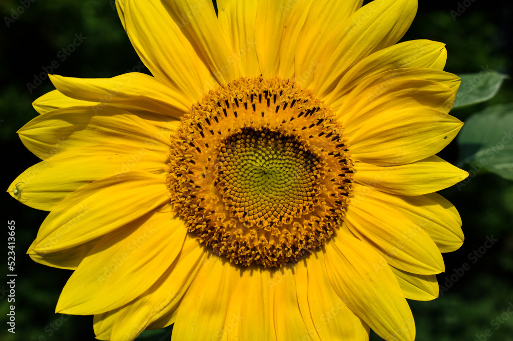 sunflower sunflower