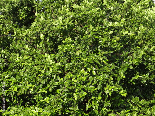 Natural green background. Concept of forest and nature