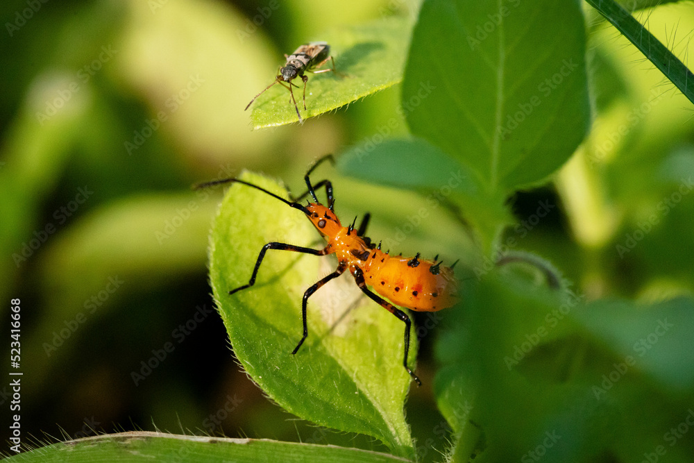 Insectos Insectos